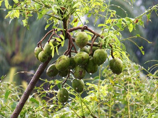 Agimat Gin 700mL 43%