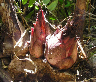 Agimat Gin 700mL 43%